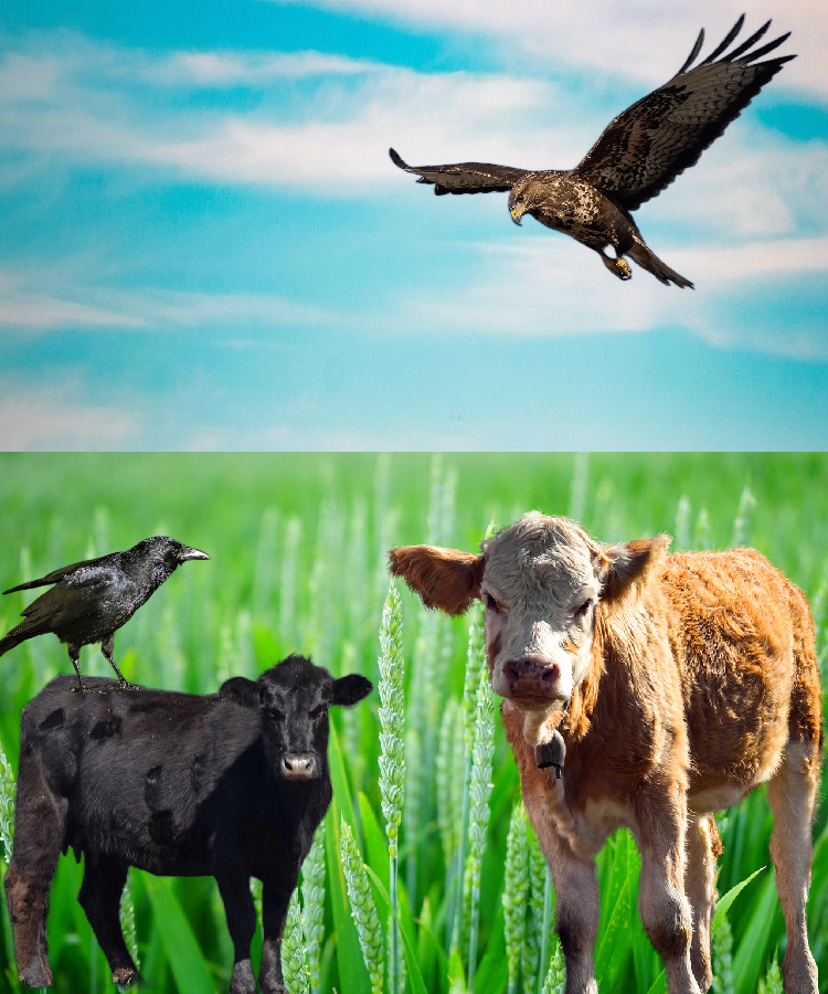 On the Farm ACEO Digital Download – 2.5 x 3 Inch Printable Art